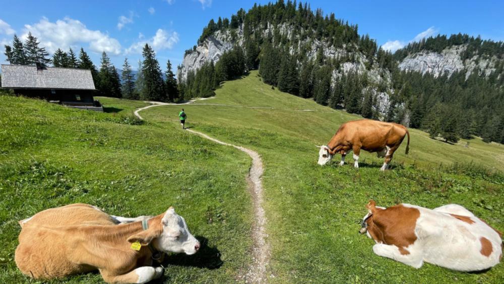 Tödliche Kuhattacke in Osttirol: Ehemann noch nicht befragt