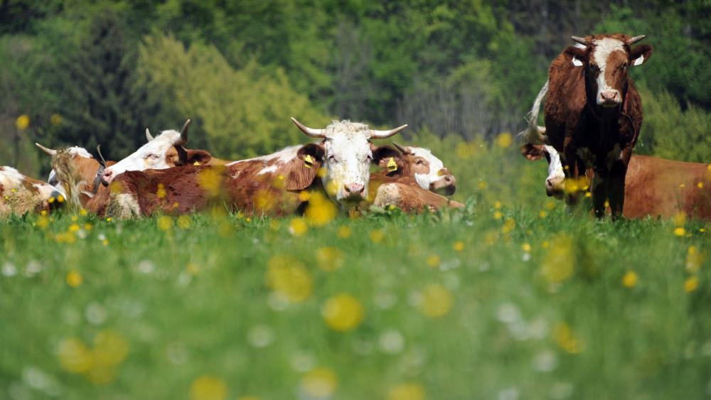 Genauer Hergang nach tödlicher Kuhattacke in Tirol unklar