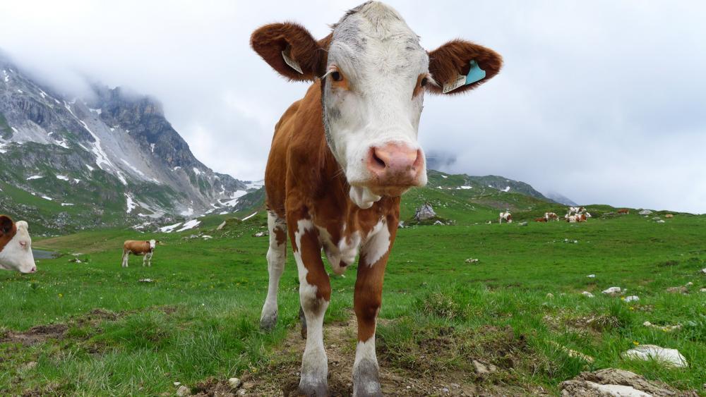 So verhalten Sie sich bei Kuh-Begegnungen richtig