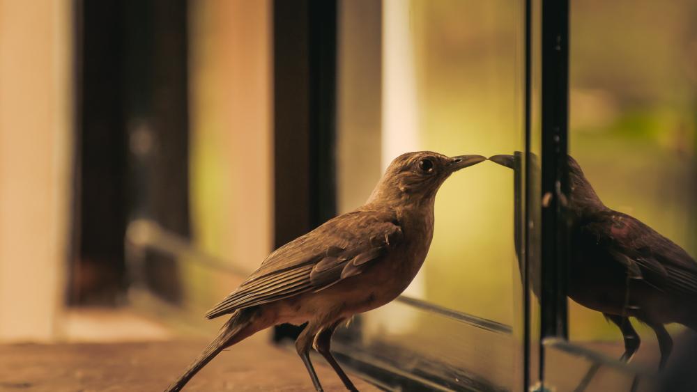 Vogelschutz am Bau wird  zur gesetzlichen Pflicht