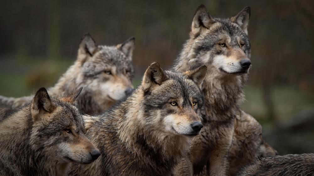 Schriftsteller Serras Hund von Wolfsrudel getötet: „Politische Strategie muss her“