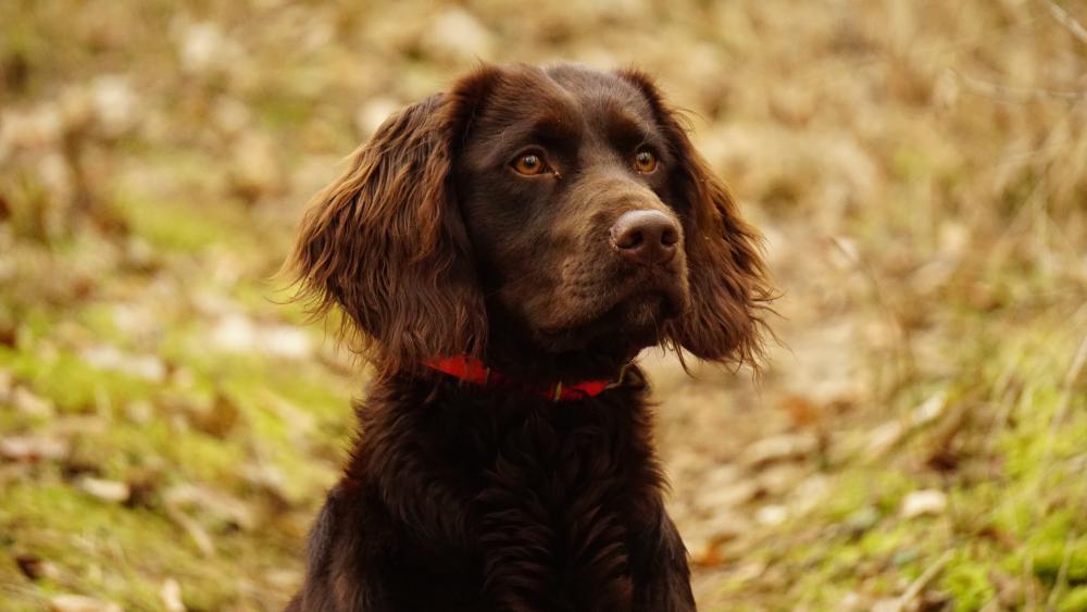 Jagdverhalten beim Hund – und warum man es nicht einfach abtrainieren kann