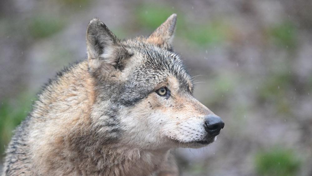 Deutschland: Rund 60 Schafe bei Wolfsangriff getötet  – 100 weitere verletzt