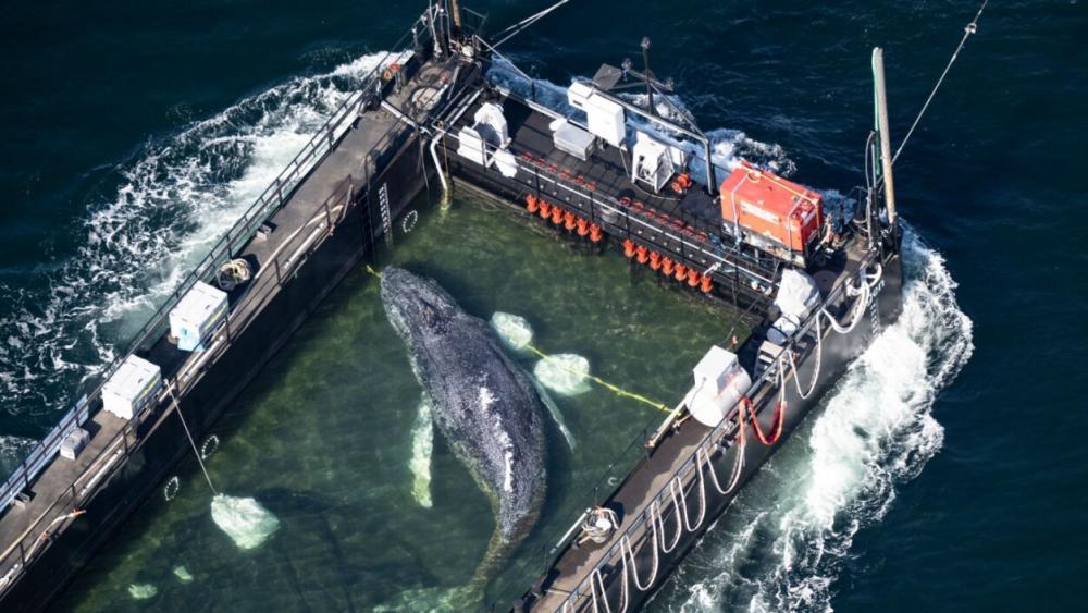 Toter Wal vor dänischer Insel Anholt entdeckt: Ist es Timmy?