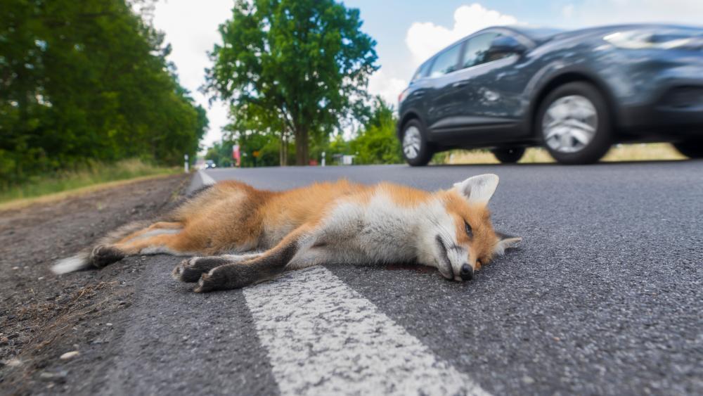 Heikle Einsätze nach Wildunfällen sollen endlich honoriert werden