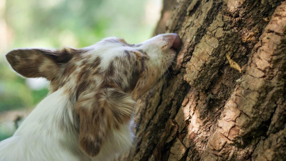 Schnüffeln statt Sprinten: So powern Sie Ihren Hund aus