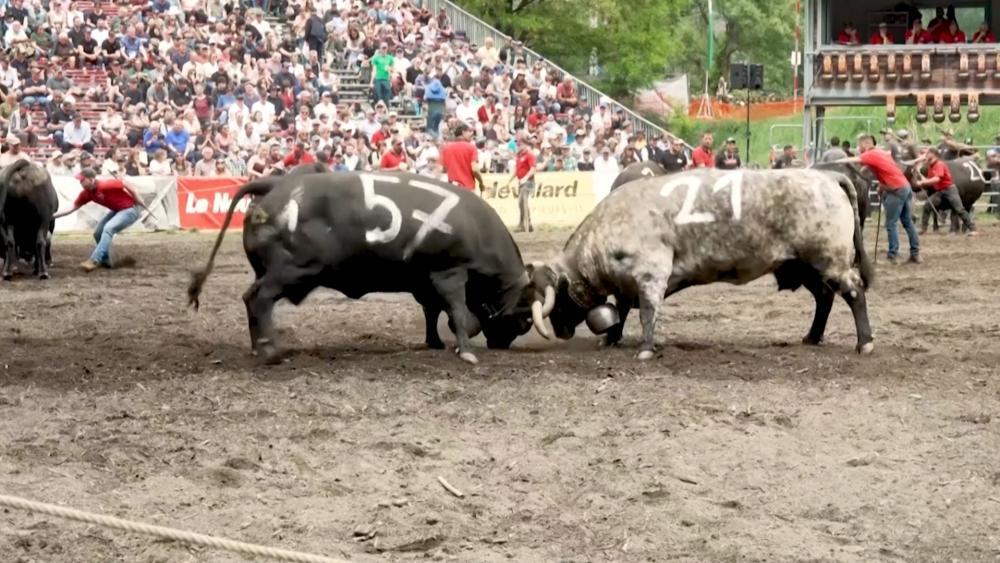 Seit 100 Jahren: Traditioneller Kuh-Kampf im Wallis