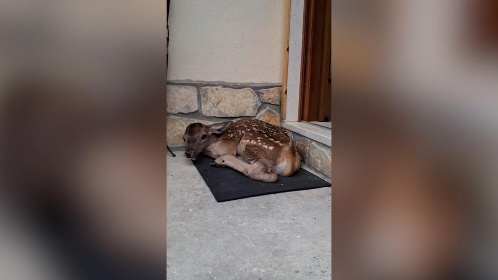 Viral: Rehkitz sucht Schutz in Eingangstür