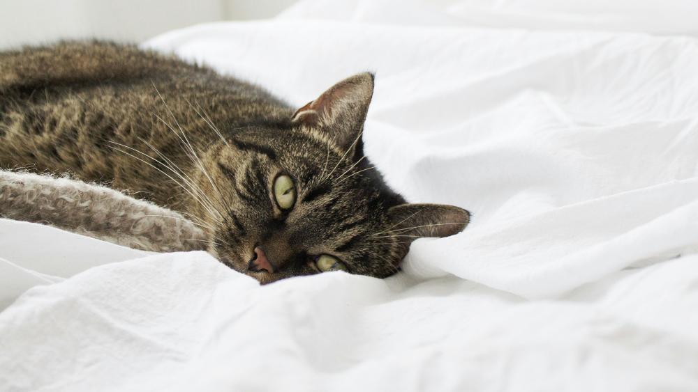 Gesundheits-Check bei Katzen