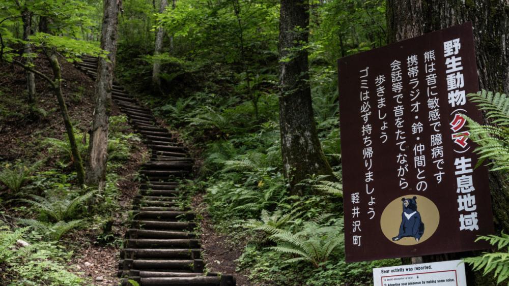 Streunender Bär verletzt vier Menschen in Japan