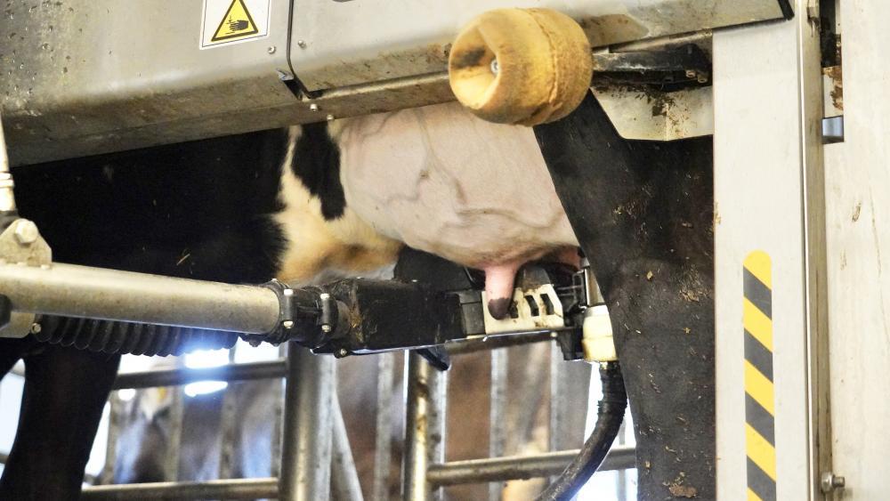 Die Melkrevolution: Wenn der Roboter Hand anlegt