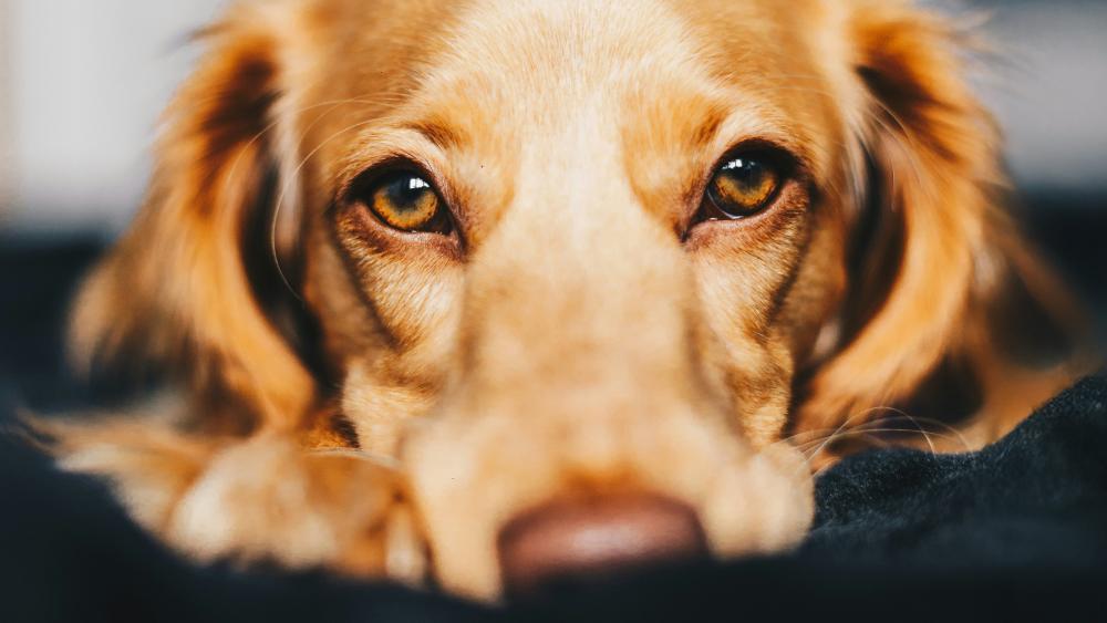 Was hilft, wenn Ihr Hund unter Angst leidet? Expertin gibt Tipps