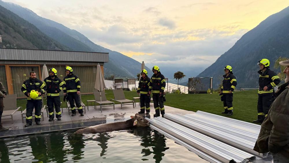 Taufers im Münstertal: Feuerwehr rettet Kuh aus Wellness-Pool