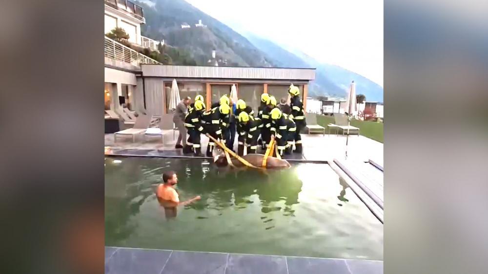 Taufers im Münstertal: Feuerwehr rettet Kuh aus Wellness-Pool