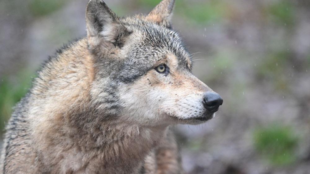 Mädchen in deutschem Wildpark von Wolf schwer verletzt