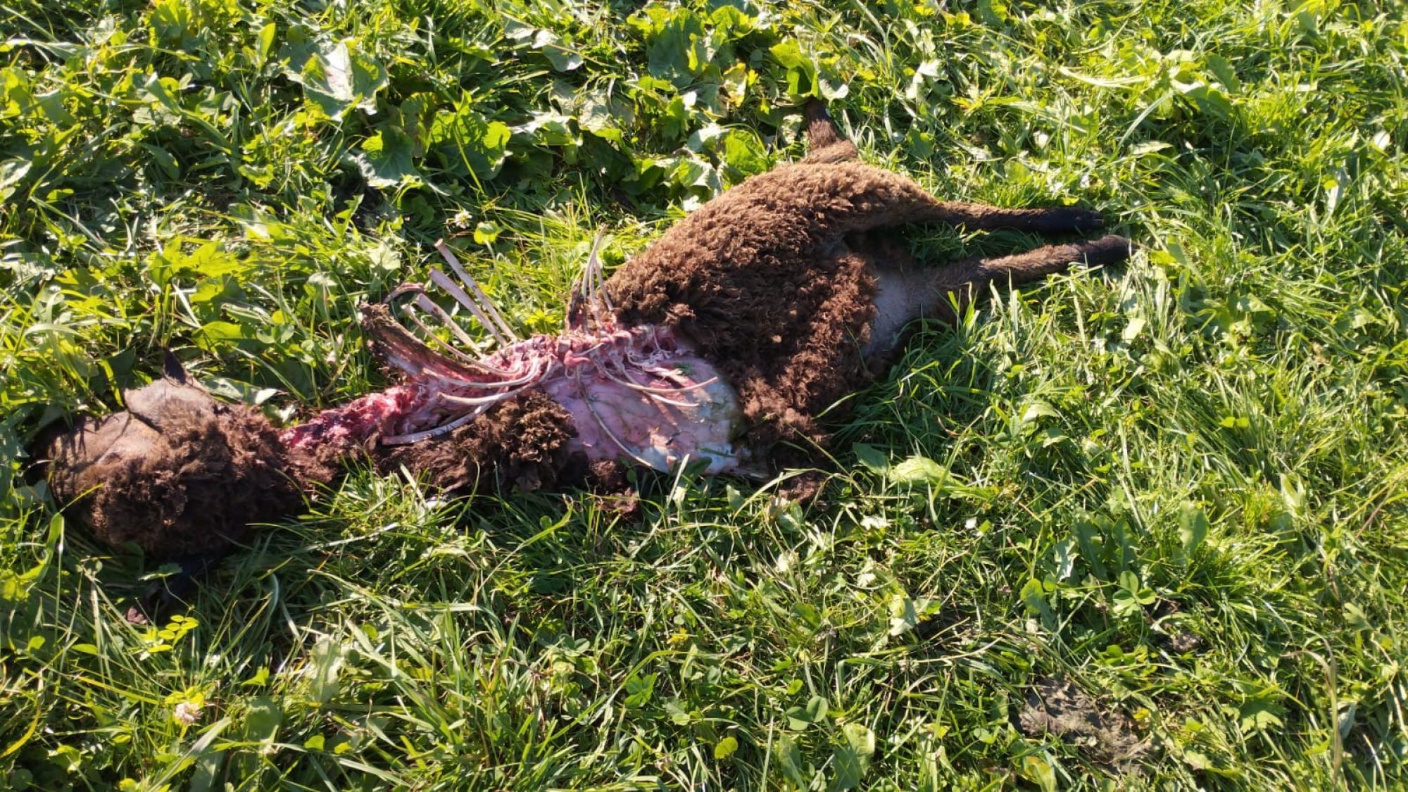 Wolfsrisse: In Proveis geht die Angst um - Chronik | stol.it