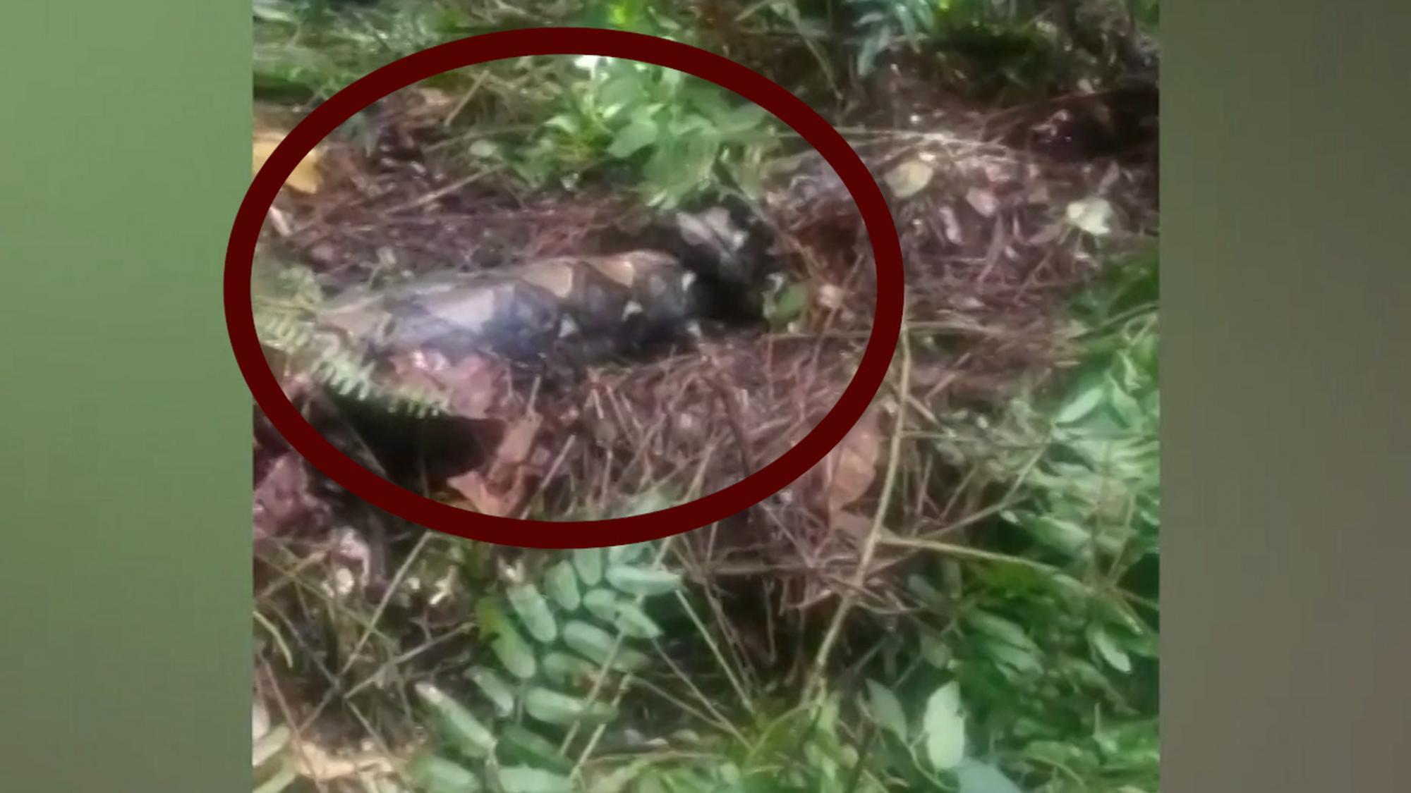 Python Stol Schock in Indonesien: Python verschlingt Großmutter - Videos | stol.it