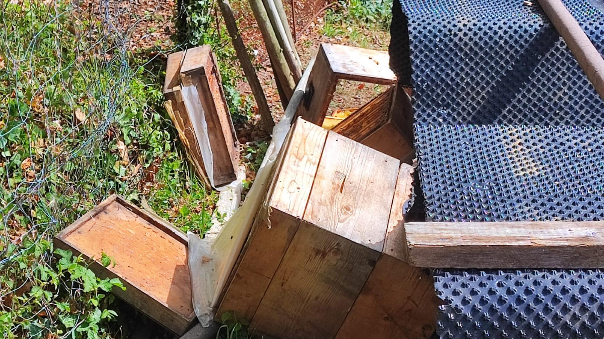 Angst um das eigene Leben in Eppan Berg: Bär plündert Bienenstöcke ...