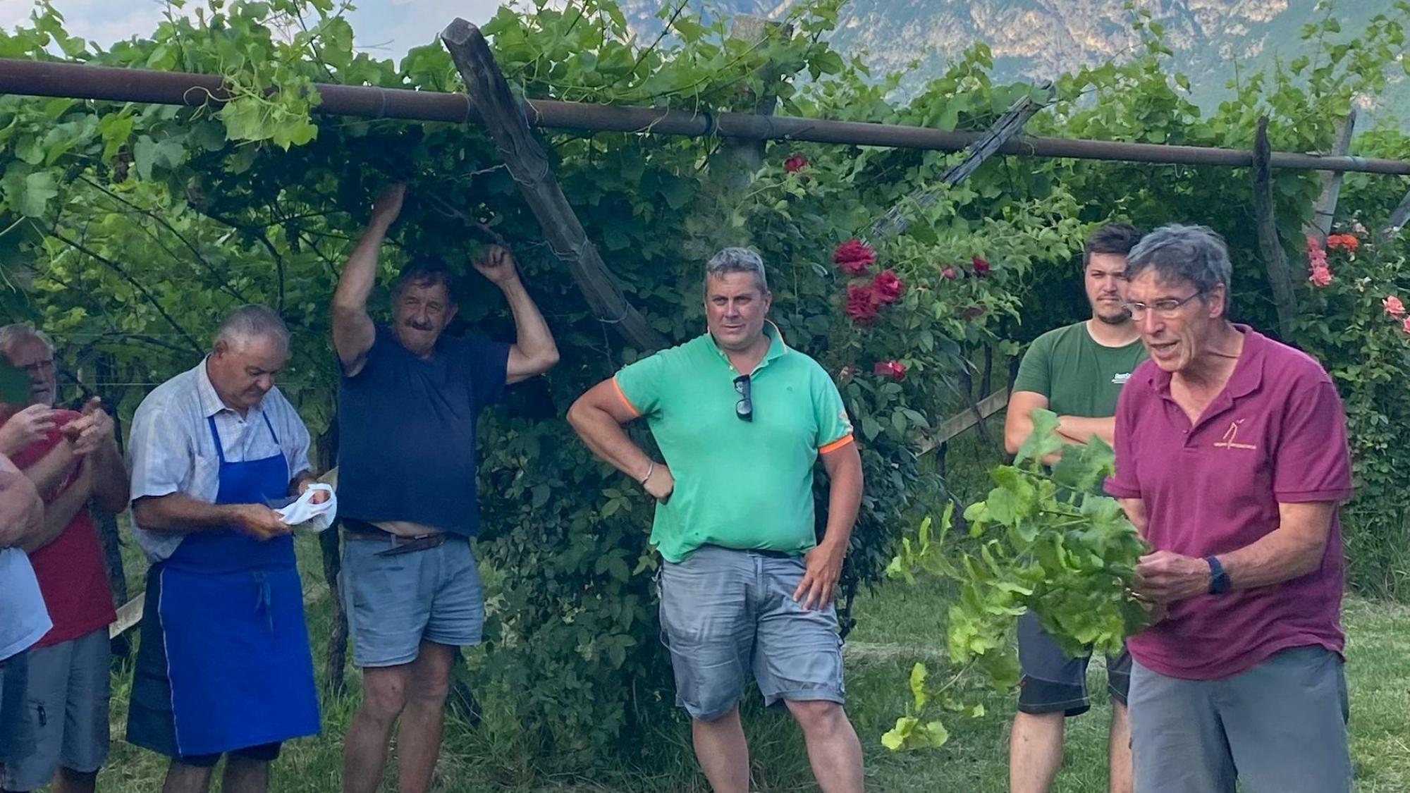 Eine ernste Gefahr für Südtirols Weißweinsorten - Chronik | stol.it