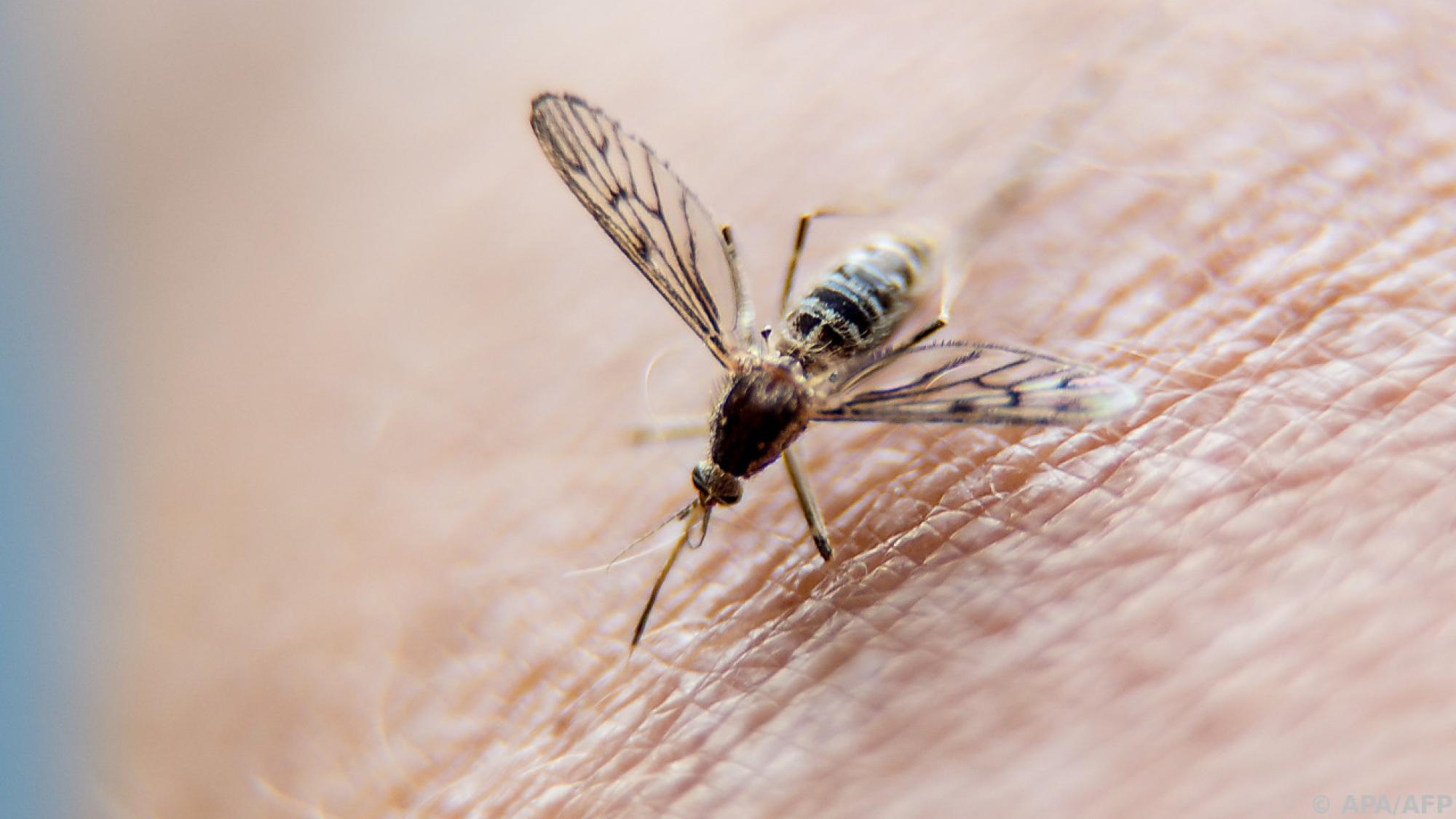 290725 Italien Lokale Dengue Fälle Bleibt Ihr Urlaub Sicher - 0vdhll6