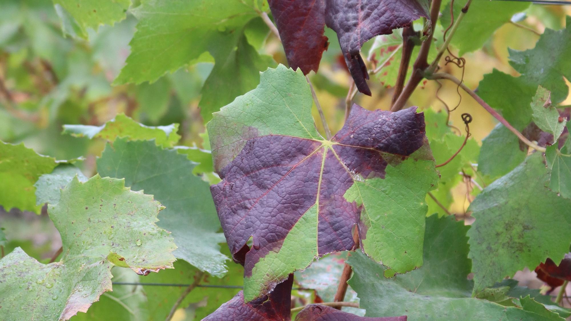 Goldgelbe Vergilbung breitet sich aus - Wirtschaft | stol.it