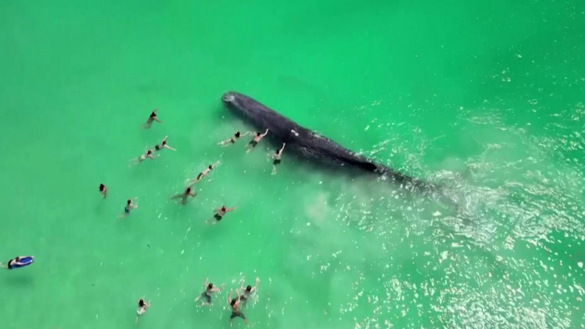 Australien: Riesiger Wal begeistert Schwimmer - Videos | stol.it