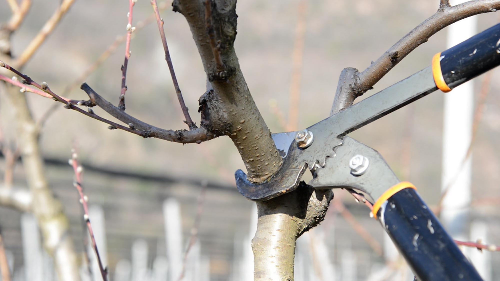 So schneiden Sie Ihren Obstbaum richtig Videos stol.it