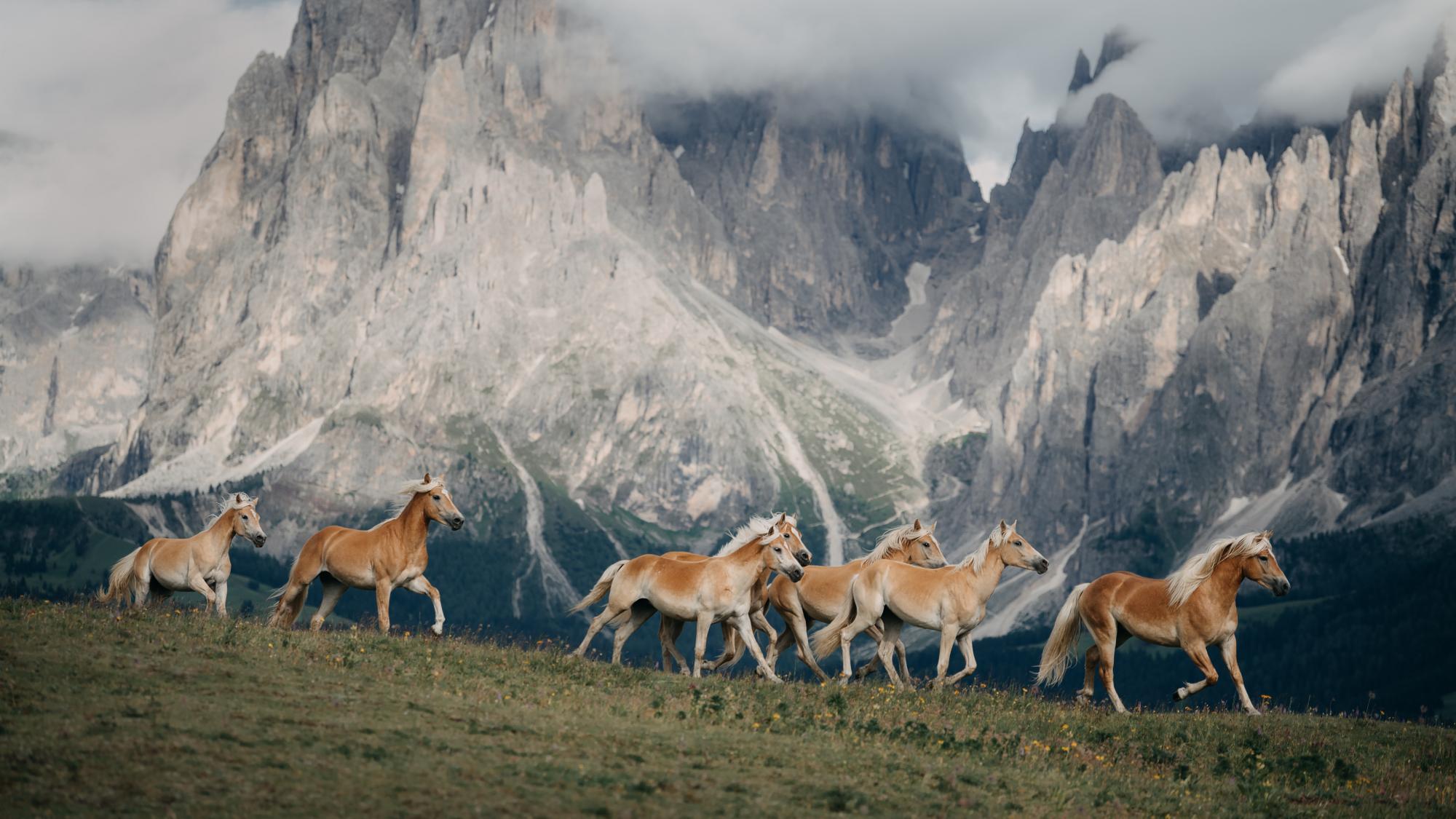 die schönsten haflinger der welt