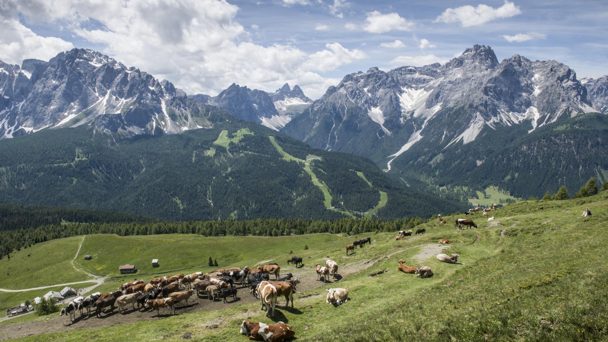 Die Angst vor dem Wolf überschattet Start in den Almsommer - Chronik ...