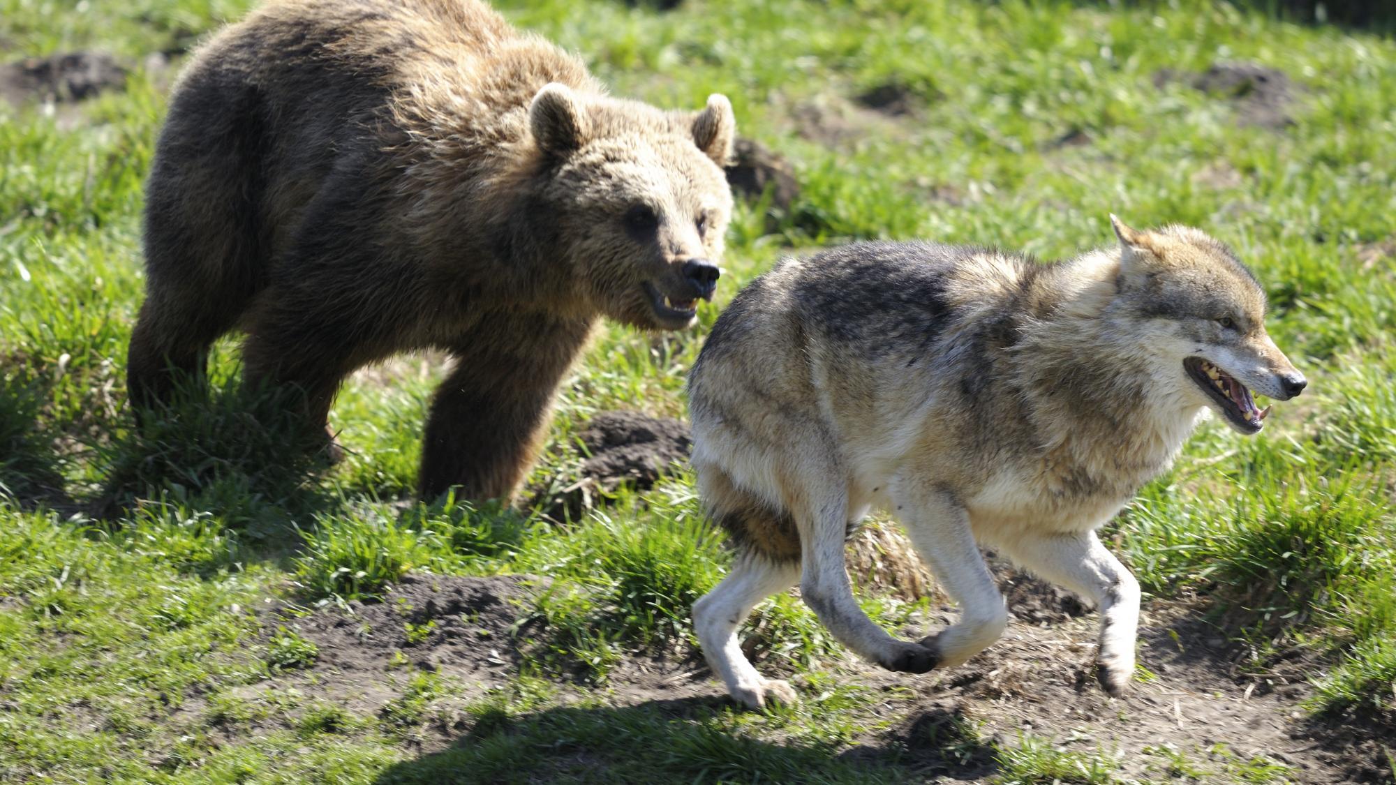 Problem Wolf und Bär: Das ist die Meinung unserer Leser | Teil 1 ...