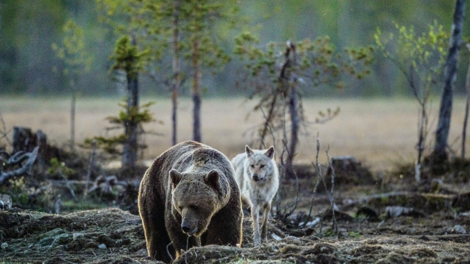 Wer hat Angst vor Wolf und Bär? So denken die Südtiroler - Chronik ...