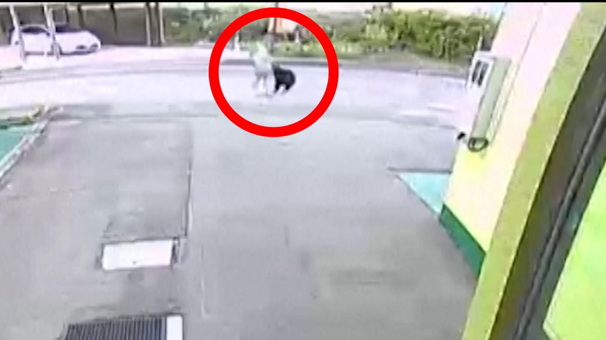 Japan: Bär springt Rentnerin auf offener Straße an - Videos | stol.it