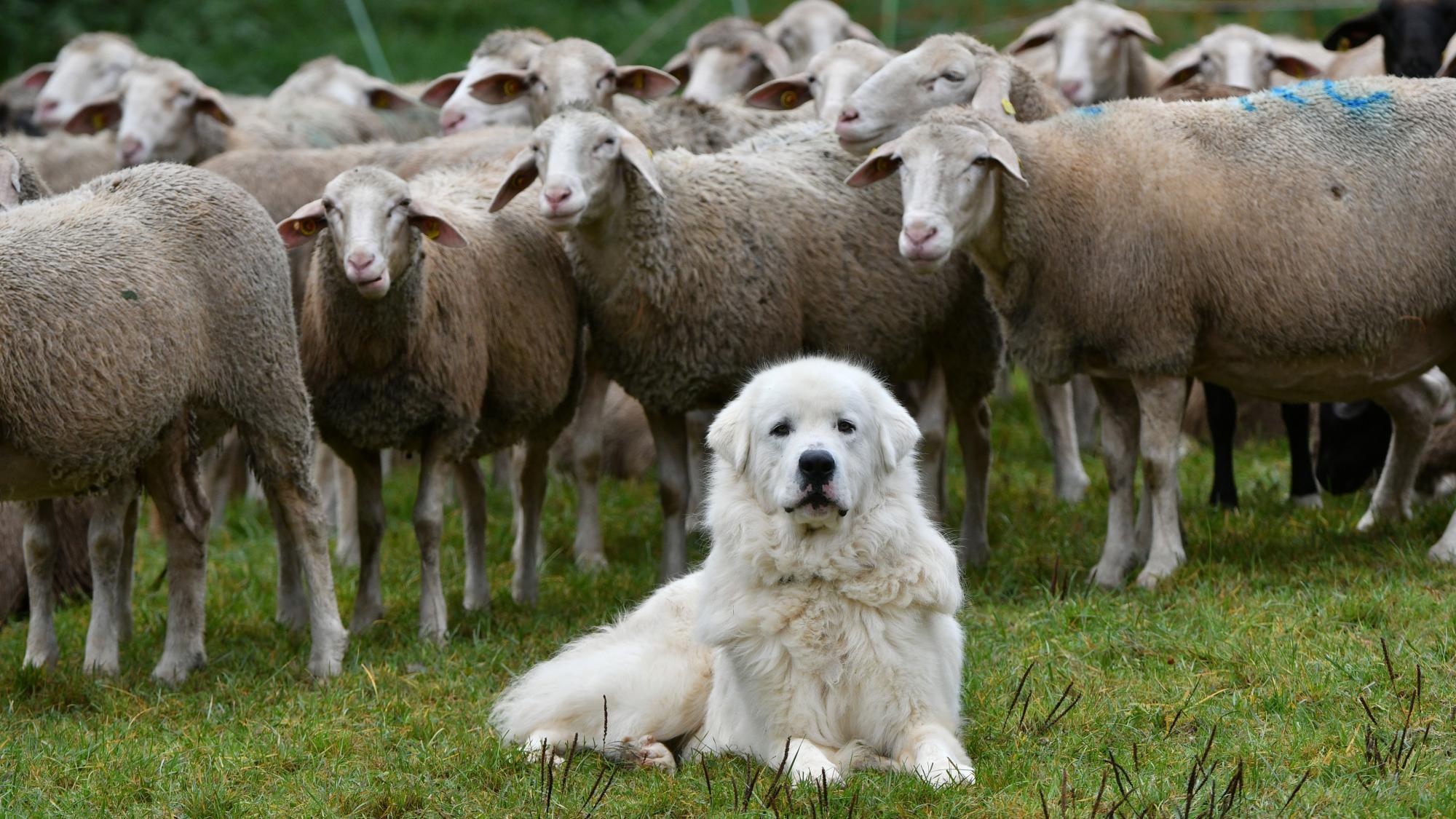 Unterwegs über die Almen ohne Angst vorm Herdenschutzhund - Chronik ...