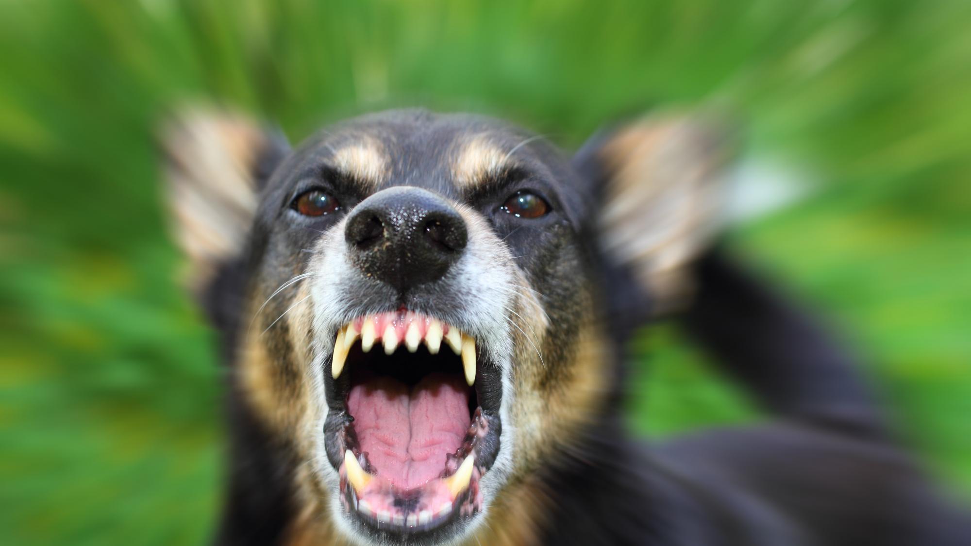 ABSTIMMUNG: Haben Sie Angst, wenn Sie Hunden begegnen? - Chronik | stol.it