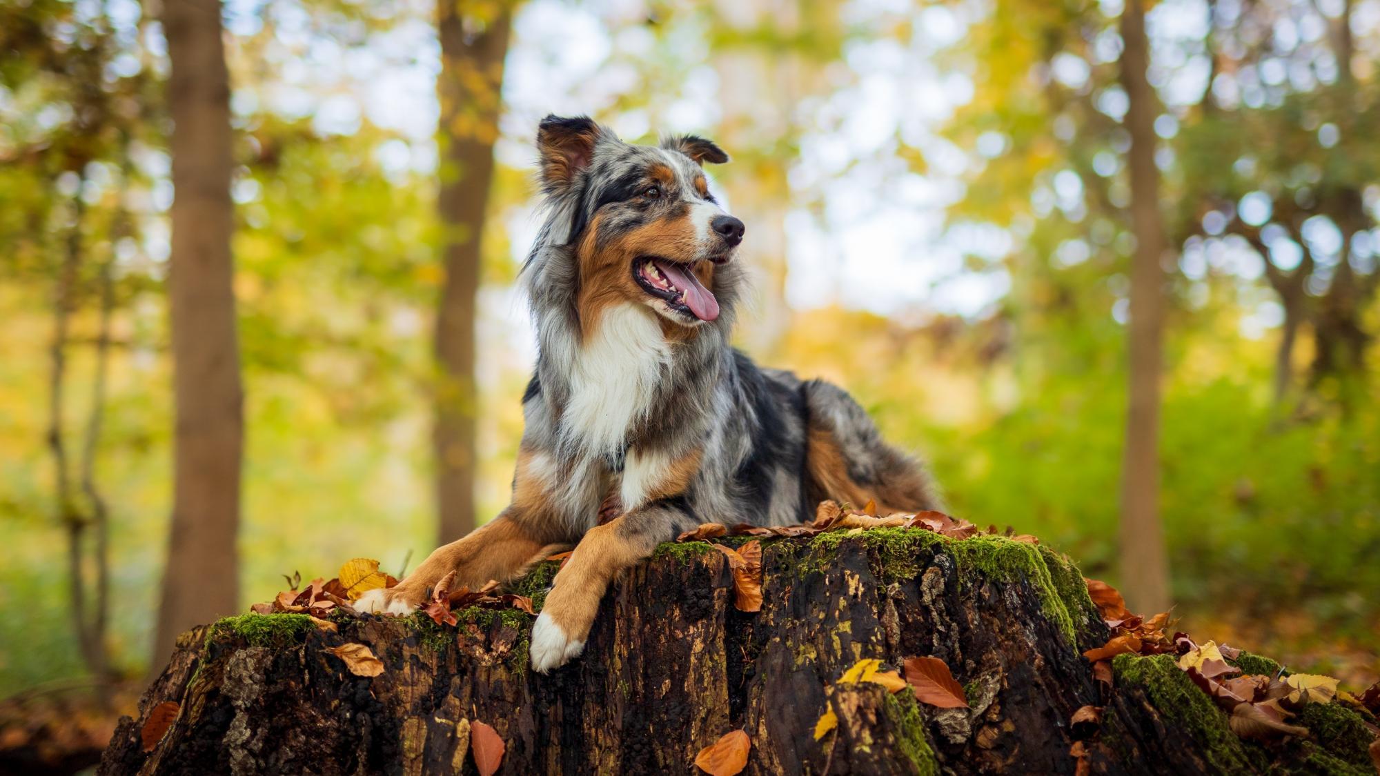 hundesteuer für hunde unter 5 kg