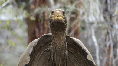 30 percent of island reptiles are threatened with extinction