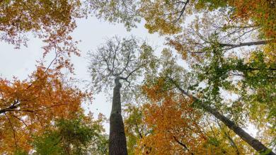 Gefällte Bäume in Oberösterreich töten zwei Menschen
