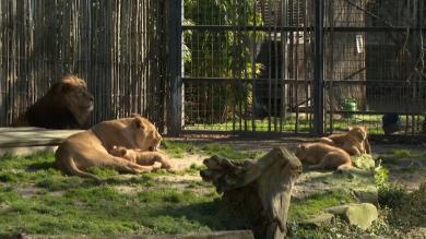 Kölner Zoo: Gleich drei Löwenbabys sind da