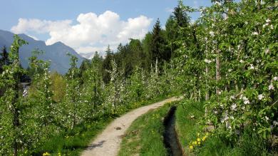With Hanspaul Menara on the Schenner Waalweg near Merano