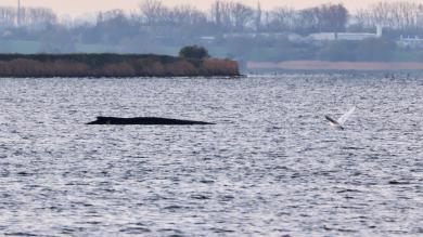 Gestrandeter Wal atmet schwächer