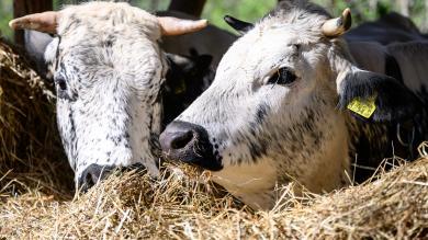 La sécheresse touche également les agriculteurs de montagne&nbsp;: jusqu’à 50&nbsp;% de foin en moins.