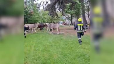 16 Kühe verirren sich in den Glurnser Ortskern