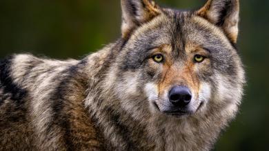 Osttirol: Abschussverordnung für Wolf erlassen