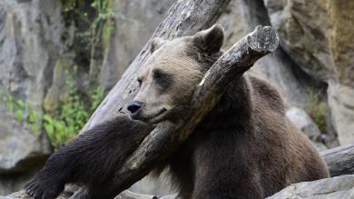 Bär tötet Camperin im russischen Altaigebirge