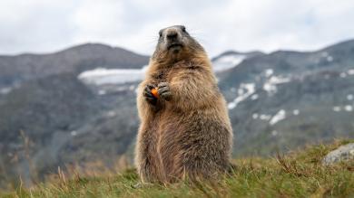 Friaul: Wilderei  auf  Murmeltiere?
