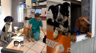 Camillo, Ginni und Co.: Die tollsten Bürohunde Südtirols