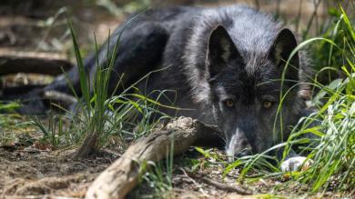 Nordtirol: Wolf ohne Abschussverordnung geschossen