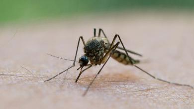 Nearly 1.600 West Nile cases in Europe by 2026 – Italy most affected