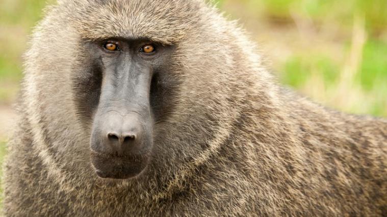 Eine Gruppe von Pavianen ist in einem Zoo in Paris ausgebüchst.