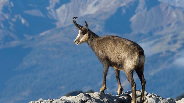 Auch in Zukunft wird das Land Südtirol Wildschäden vergüten.